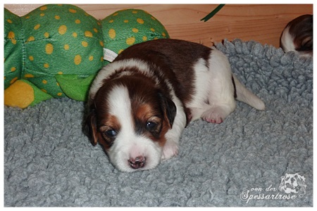 Kooikerhondje von der Spessartrose