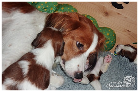 Kooikerhondje von der Spessartrose