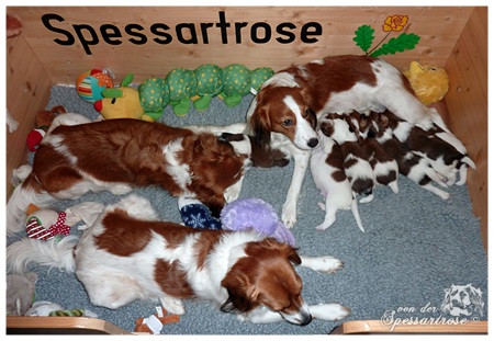 Kooikerhondje von der Spessartrose