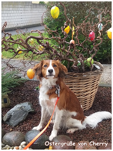 Kooikerhondje von der Spessartrose