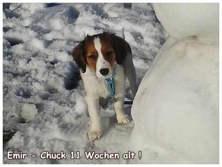 Kooikerhondje von der Spessartrose