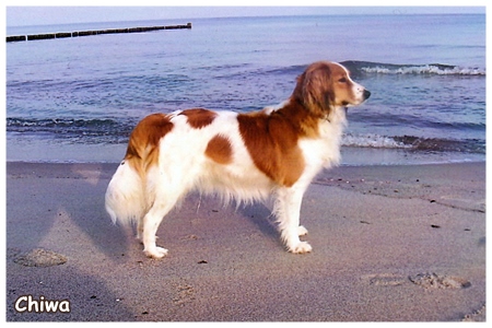 Kooikerhondje von der Spessartrose