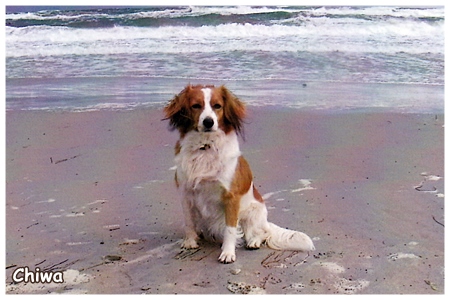 Kooikerhondje von der Spessartrose