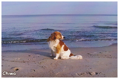 Kooikerhondje von der Spessartrose