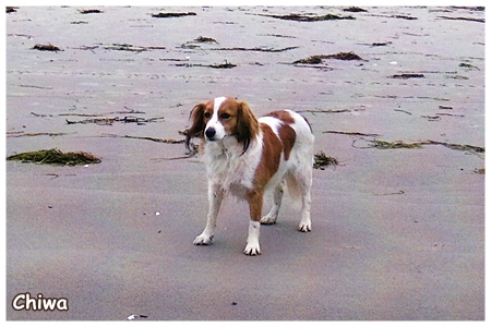 Kooikerhondje von der Spessartrose