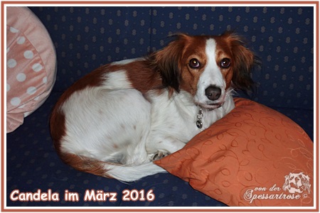 Kooikerhondje von der Spessartrose