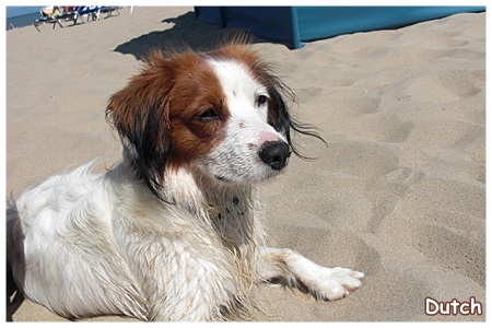 Kooikerhondje von der Spessartrose