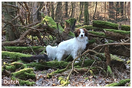 Kooikerhondje von der Spessartrose