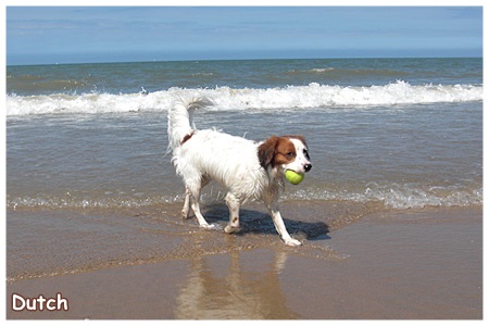 Kooikerhondje von der Spessartrose