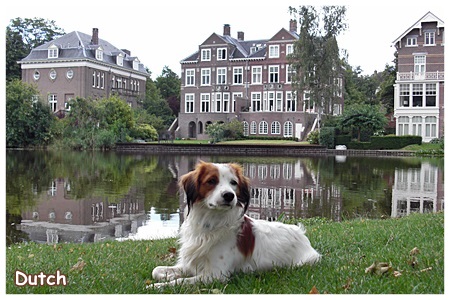 Kooikerhondje von der Spessartrose