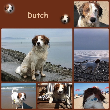 Kooikerhondje von der Spessartrose