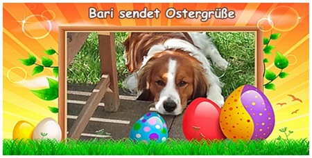 Kooikerhondje von der Spessartrose