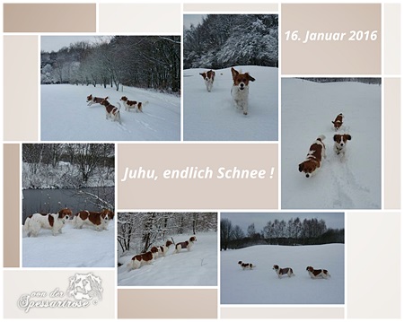 Kooikerhondje von der Spessartrose