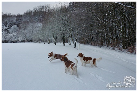 Kooikerhondje von der Spessartrose