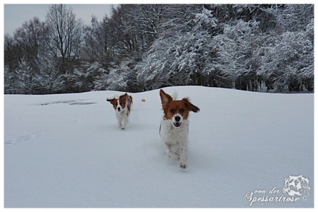 Kooikerhondje von der Spessartrose