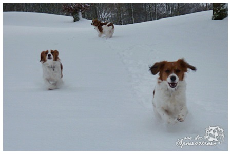 Kooikerhondje von der Spessartrose