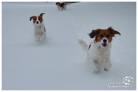 Kooikerhondje von der Spessartrose