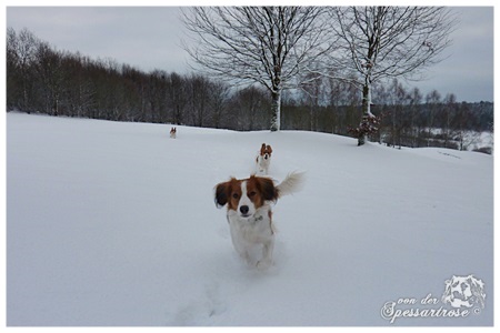 Kooikerhondje von der Spessartrose