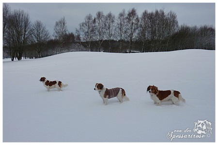 Kooikerhondje von der Spessartrose