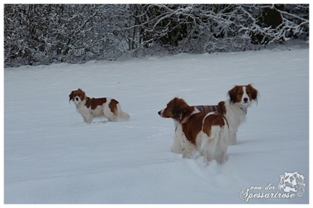 Kooikerhondje von der Spessartrose