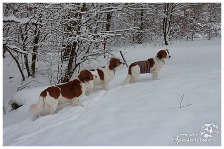 Kooikerhondje von der Spessartrose