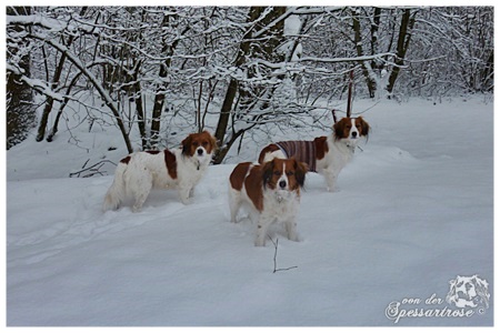 Kooikerhondje von der Spessartrose