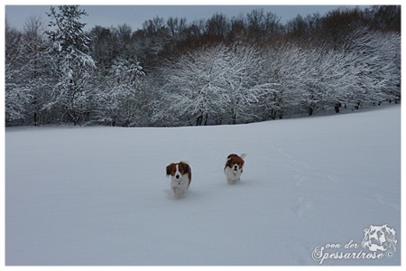 Kooikerhondje von der Spessartrose