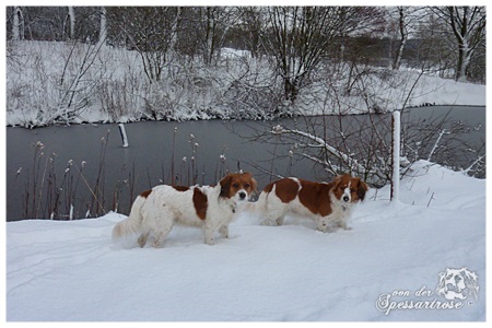 Kooikerhondje von der Spessartrose