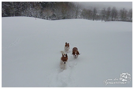 Kooikerhondje von der Spessartrose