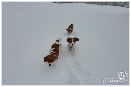 Kooikerhondje von der Spessartrose