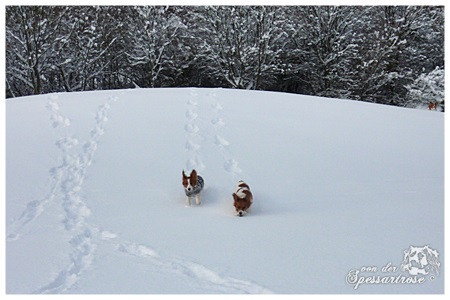 Kooikerhondje von der Spessartrose