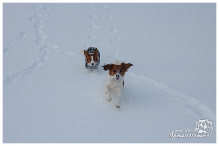 Kooikerhondje von der Spessartrose