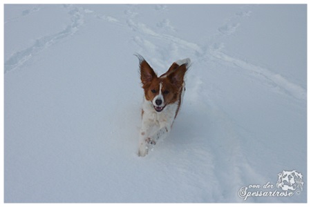 Kooikerhondje von der Spessartrose