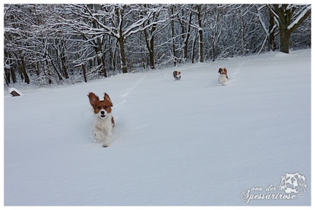 Kooikerhondje von der Spessartrose