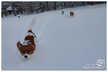 Kooikerhondje von der Spessartrose