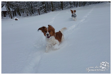 Kooikerhondje von der Spessartrose