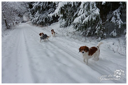 Kooikerhondje von der Spessartrose