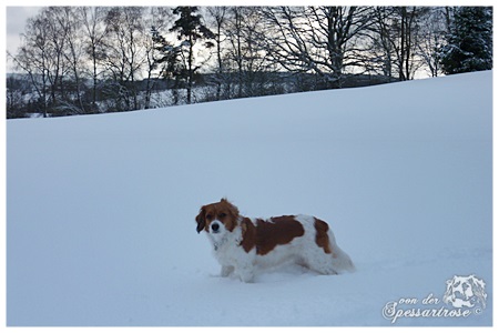 Kooikerhondje von der Spessartrose