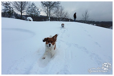 Kooikerhondje von der Spessartrose