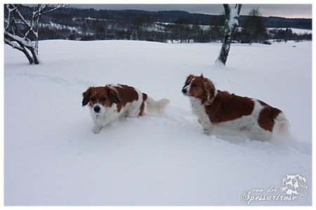 Kooikerhondje von der Spessartrose