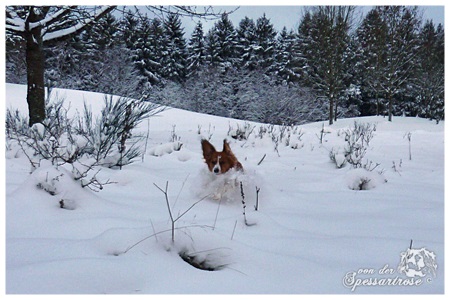 Kooikerhondje von der Spessartrose