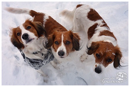 Kooikerhondje von der Spessartrose