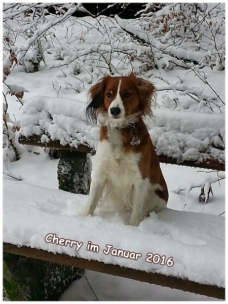 Kooikerhondje von Spessartrose