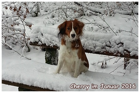 Kooikerhondje von Spessartrose