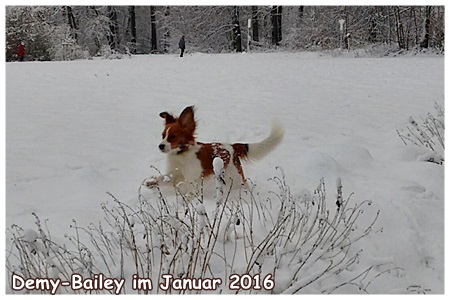 Kooikerhondje von Spessartrose