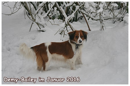 Kooikerhondje von Spessartrose