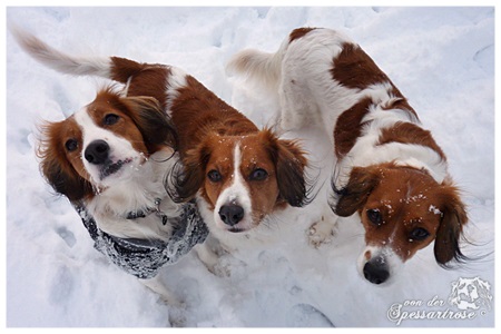 Kooikerhondje von der Spessartrose