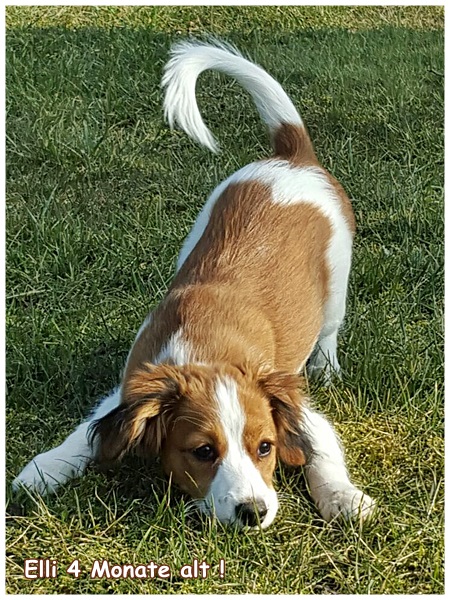 Kooikerhondje von der Spessartrose