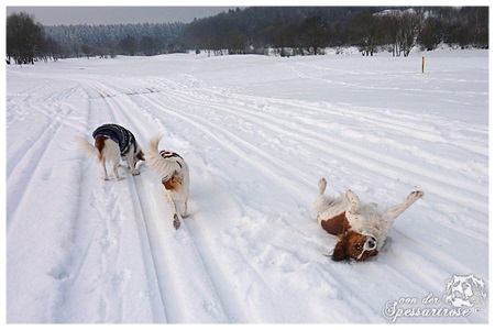 Kooikerhondje von der Spessartrose