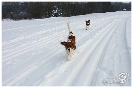 Kooikerhondje von der Spessartrose